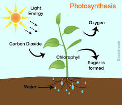 body-photosynthesis